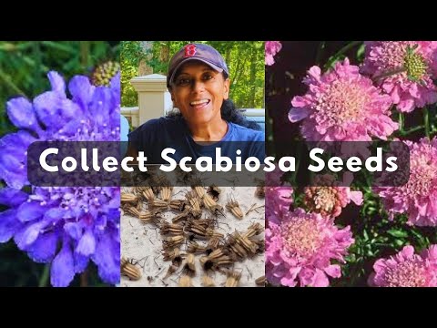 How To Collect & Store Scabiosa Seeds | Harvest Pincushion Flower Seeds & Grow Plants