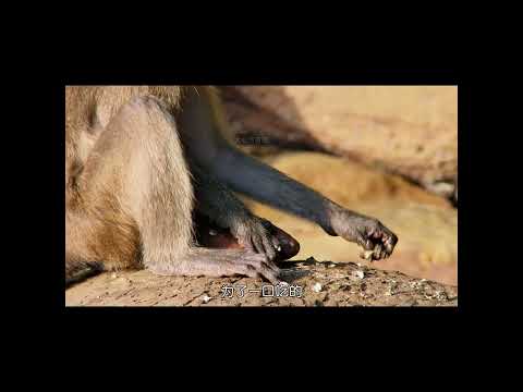 使用工具的猴子 #世界 #科学