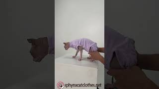 Lavender Velvet Cat Outfit: Nice Recovery Suit for Your Lovely Cat!
