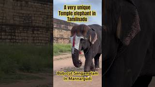 Bob cut Sengamalam in Mannargudi raja gopala swamy temple in #tamilnadu #travel #shorts #elephant