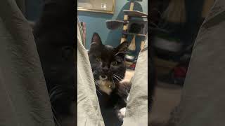 Charles 🤍 | #cute #pet #kitten #floofycat #fluffy #animal #shorts