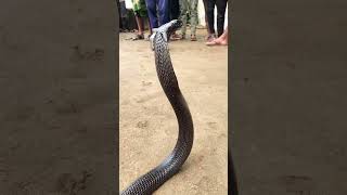 Cobra snake 😱#cobra #naag #snake #viralshorts #snakelove