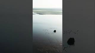 Hunting indus river drone view #pakistan #indusriver #hunting #fishing #dronefootage #shukaibkhan