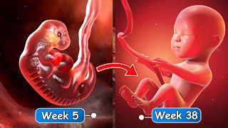 From Sperm to Baby | Pregnancy Week by Week | Fetal Development