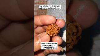 Top quality nepali 5 mukhi rudraksha collector piece #youtubeshorts #shorts  #rudraksha