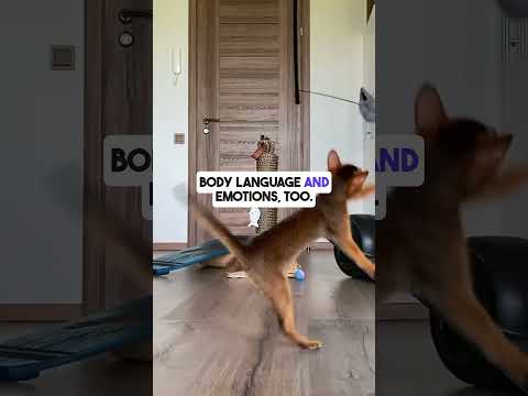 Want to know what your pets are saying? AI can help you now! #pets #ai #aicommunity #futuretools