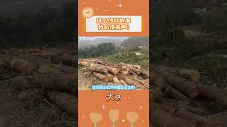 廣西農民老伯被惡霸欺負，1300畝林場被強砍偷運！ #大熱發聲 #今日話題 #熱點 #惡霸 #廣西