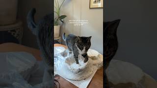 my little talented artist 🥰 #ceramics #pottery #cats #catshorts