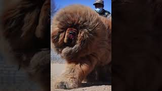 藏獒  大嘴兽#藏獒#雄狮#猛犬#猛兽 #藏獒 #猛犬 #幼犬