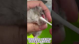 專鼠樂編分享中途鼠「道」所需的日常清潔步驟