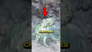 Invisible Sea Creatures You’ll Never Spot! 🤯 😱 #facts #shorts