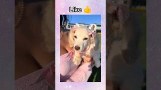 Choose your dog 🦴🐕😊 #aesthetic #dogs #cute #puppies #doglover #cutepets #trending #shorts #viral