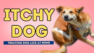 Itchy Dog?  She May Have Lice!