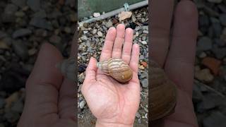 Finding mini snail and big snail 😱 ~ Video shorts #shorts #cuteanimals #animals