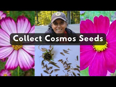 How To Collect Cosmos Seeds | Harvest & Save