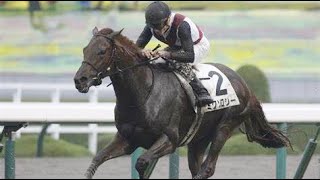 3歳以上2勝クラス　芝右2200m 　ミクソロジー　R.ムーア　2022.11.13　　出走馬：ダークエクリプス、ブラックシールド、ヘネラルカレーラ、カフジアスール他