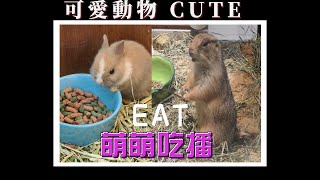 可愛動物 吃播 #cute #funny #吃播 #可愛 #可愛い #可愛動物 #萌寵 #萌系 #治愈 #療癒 #治愈系 #療愈 #兔子 #rabbit  #鼠鼠