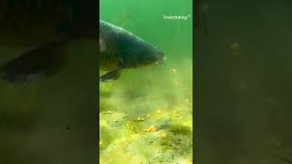 What really happens underwater #carp #fail