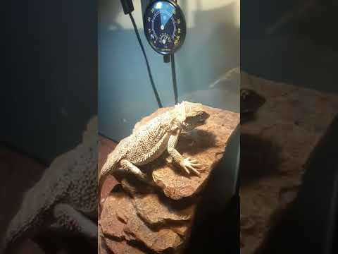 He takes his worms seriously!
