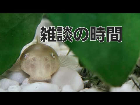 ハムハリー と雑談配信