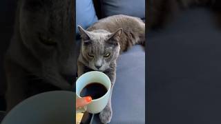 At the office #FunnyCat #CatComedy #RamTheCat #PetHumor #CatsOfTikTok #FunnyPets #CatMimic
