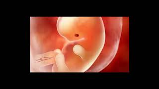 Week-by-Week Pregnancy Symptoms & Baby Growth Guide