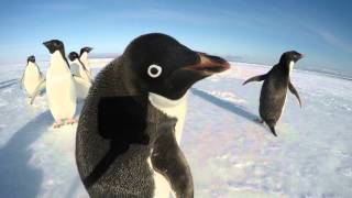 The Curiosity of a Penguin