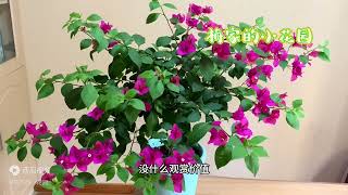 三角梅长刺了，怎么办呢？能开花吗？好办！