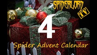 Spider Advent Calendar: Day 4
