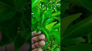 When to water your Citrus trees? Look for the signs. #citrus