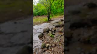 Nature    #mountainriver #naturalbeauty #scenicview #waterfall #raining #naturelover #exploremore