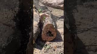 Ant-y McBiting climb. Sucks when rigging... #arborist #arblife #stihl