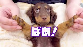 【ミニチュアダックスフント】胴長短足が可愛いおっとりチョコタンダックス！