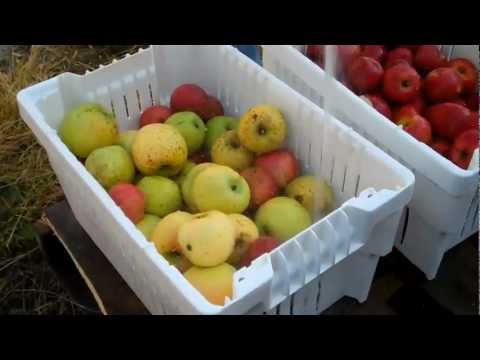 Sapsucker Farms Making Apple Cider