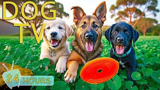 DOG TV for Dogs to Watch: Video Entertain for Dogs a Home Alone - Relax & Anti Anxiety Music for Dog