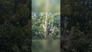 Viral Big tree cutting skills technique #shortvideo #chainsaw #treecutting