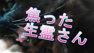 車の影から出てきた生霊さんのお話です🌈There is an English translation in the summary column below.　＃生霊＃オカルト＃スピリちゅるーん