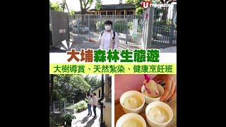 【#郊遊好去處】大埔森林生態遊 大樹導賞、天然紮染、健康烹飪班