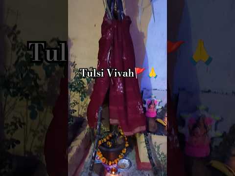 Tulsi Vivah Banki Mongra 😍😍#tulsi #tuldipuja #bankimongra #krishuvlogs #korba #trending