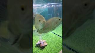 Oscar ready for monster tank #oscars #aquarium #ytshorts #short