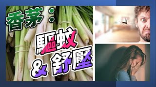 【防蚊 植物】香茅: 天然 防蚊神奇功效 ，壓力 緩解與天然 驅蚊的法寶 !  |防蚊 最有效|驅蚊 植物|蚊子不要來！種這植物就能防蚊