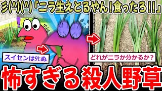 【殺人野草】彡(^)(^)「ニラ生えとる！食ったろ‼」→ｳﾞｫｴｴｪｯ!!ﾋﾞﾁﾋﾞﾁﾌﾞﾘﾌﾞﾘｯ!!食中毒で救急搬送へ…【2ch面白いスレ】