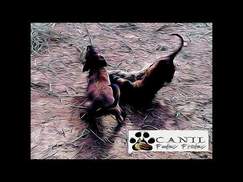 Canil Patas Pretas - Pastor Belga Malinois  Ice Patas Pretas 11 semanas CPP#2