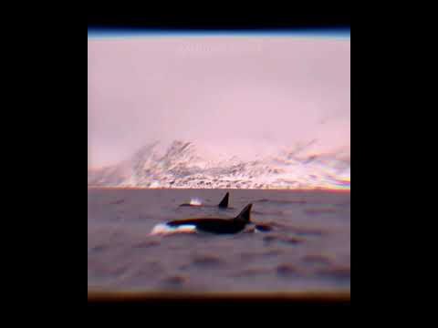 Orcas 💞 #killerwhales #orcas #ocean #Animals #beautiful #Orcasedits