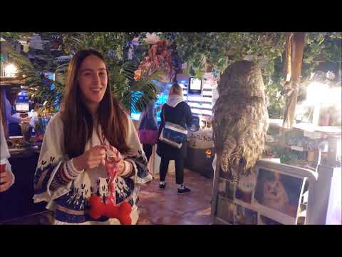 Owl Cafe