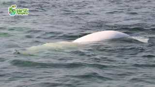 How Beluga Whales Talk