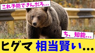 ヒグマ,相当賢い...【2chまとめ】【2chスレ】【5chスレ】