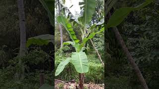 Basta magtanim may aanihin ❤️#bukidlife #saging