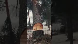 Fortunately The Tree Went Down the Right Direction!