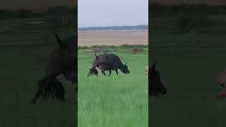 Mother Buffalo Charges and Sends #lion  Flying to Save Her Calf #animals #wildlife #predatorvsprey